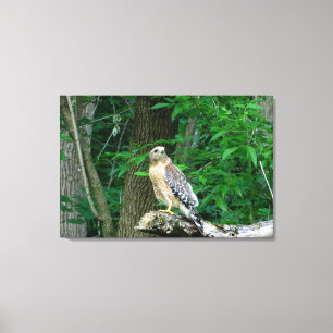 Red Shouldered Hawk Wrapped Canvas Print