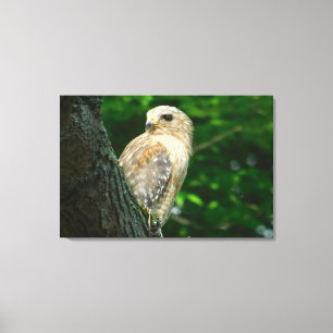 Red Shouldered Hawk Wrapped Canvas Print