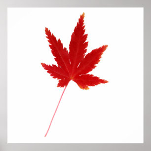 Red single autumn leaf poster
