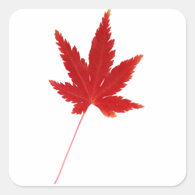 Red single autumn leaf square sticker (Front)