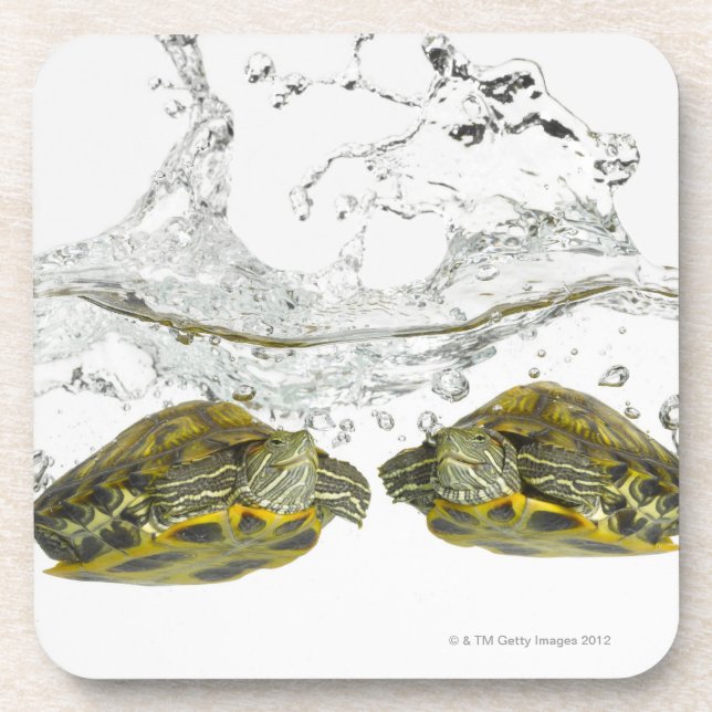 Red slider turtles coaster (Front)