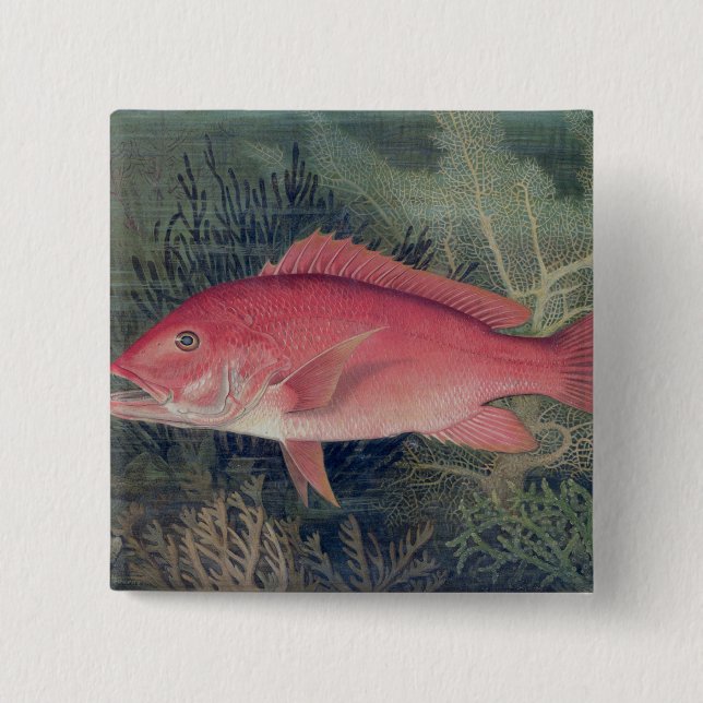 Red Snapper, from 'Game Fishes of the United State 2 Inch Square Button (Front)