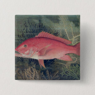 Red Snapper, from 'Game Fishes of the United State 2 Inch Square Button