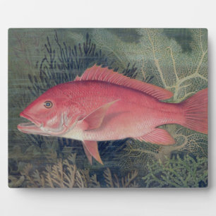 Red Snapper, from 'Game Fishes of the United State Plaque