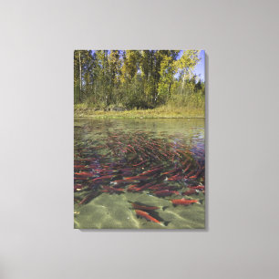 Red Sockeye salmon milling in calm eddy and Canvas Print