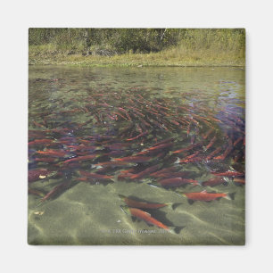 Red Sockeye salmon milling in calm eddy and Magnet