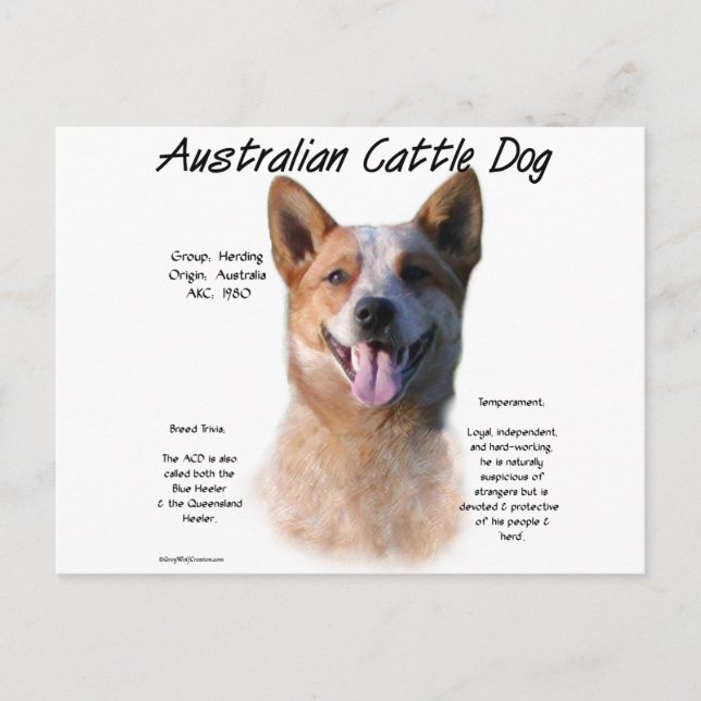 Red Speckle Australian Cattle Dog History  Postcard (Front)