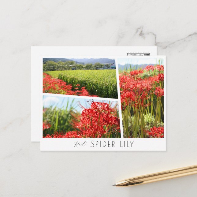 Red Spider Lily Postcard (Front/Back In Situ)