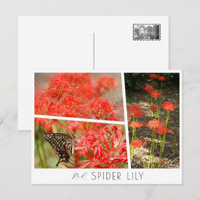 Red Spider Lily Postcard (Front/Back)