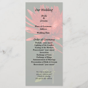 Red Spider Mum Program