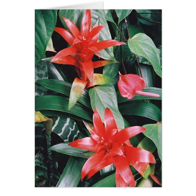 Red Spikey Tropical Flowers (Front)