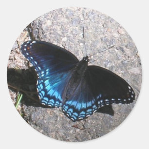 Red Spotted Admiral Butterfly Classic Round Sticker
