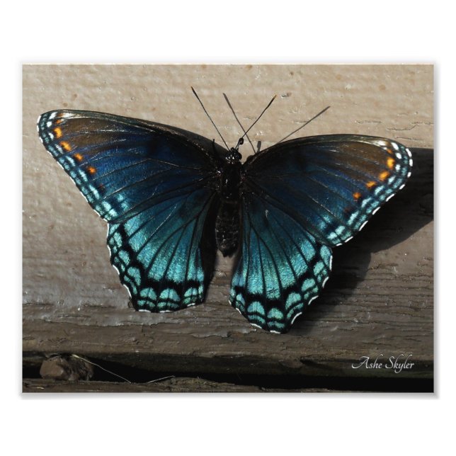 Red-Spotted Purple Brushfoot Butterfly Photo Print (Front)