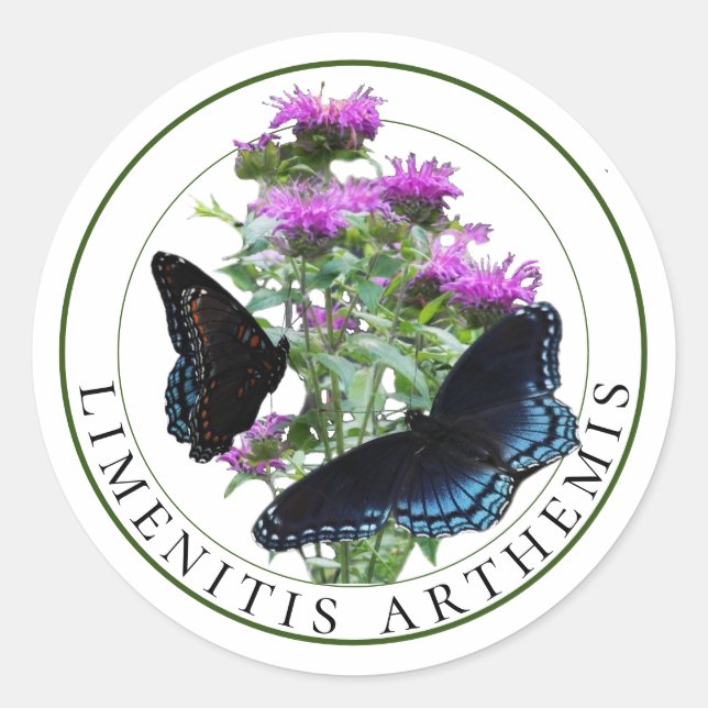 Red Spotted Purple Butterflies on Bee Balm Classic Round Sticker (Front)