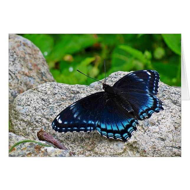 Red Spotted Purple Butterfly (Front Horizontal)