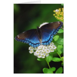 Red Spotted Purple - Butterfly
