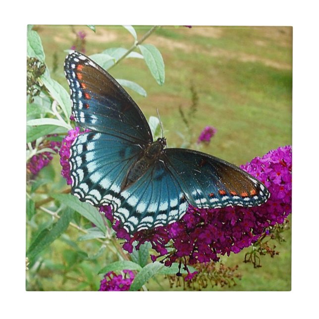 Red Spotted Purple Butterfly Ceramic Tile (Front)
