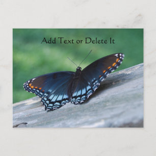 Red-spotted Purple Butterfly postcard