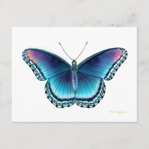 Red Spotted Purple Butterfly Postcard
