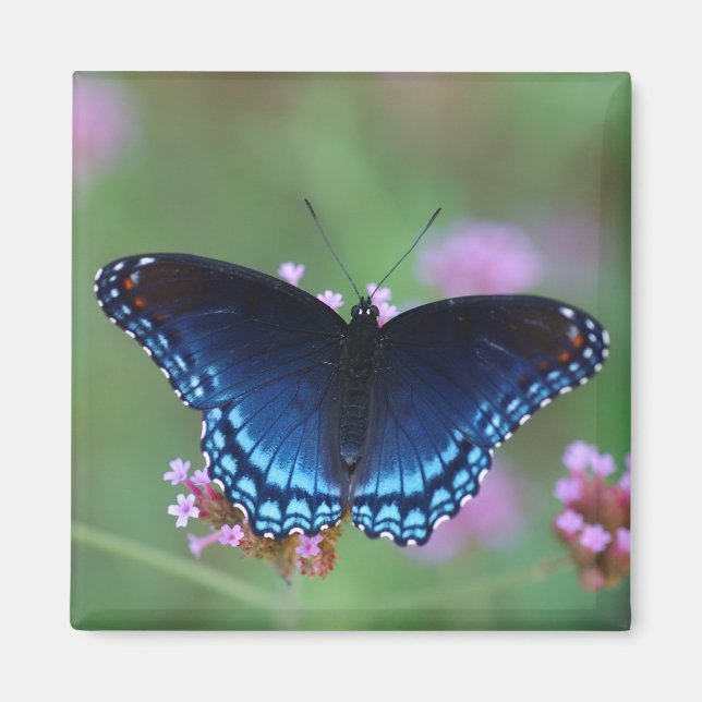 red-spotted purple magnet (Front)