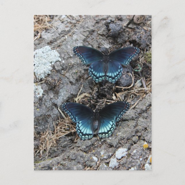 Red-spotted Purple Postcard (Front)