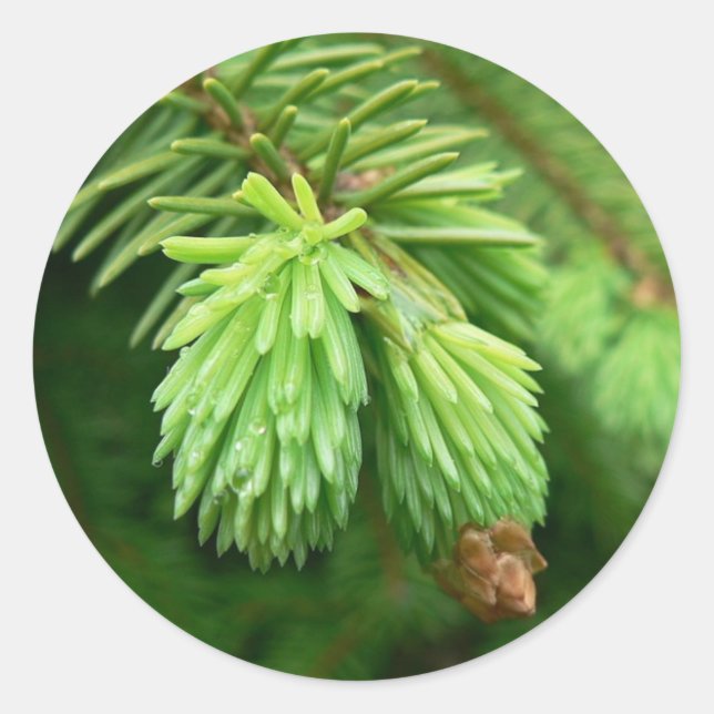 Red Spruce Sprouts Classic Round Sticker (Front)