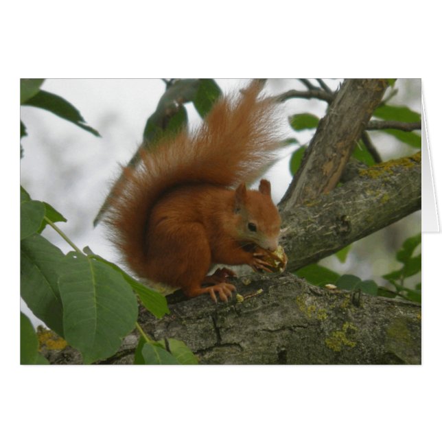 Red Squirrel (Front Horizontal)