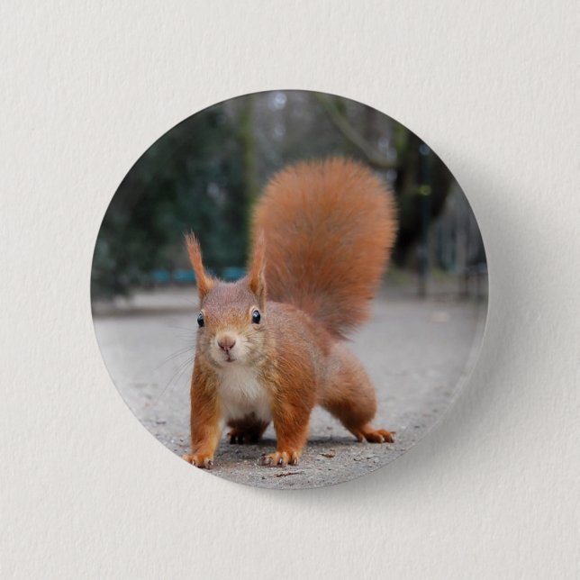 Red Squirrel 2 Inch Round Button (Front)