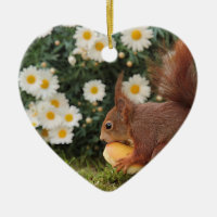 Red Squirrel and Daisies Cute Photo