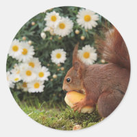 Red Squirrel and Daisies Cute Photo