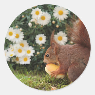 Red Squirrel and Daisies Cute Photo Classic Round Sticker