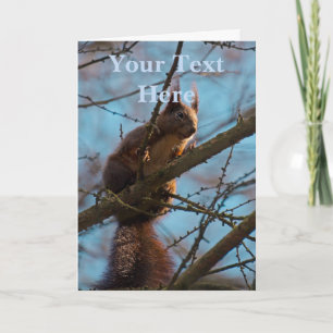 Red Squirrel Card