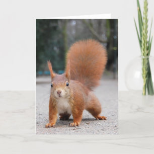 Red Squirrel Card