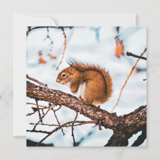 Red Squirrel Card