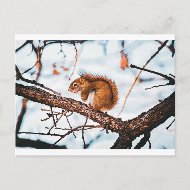 Red Squirrel Card (Front)