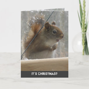 Red Squirrel Christmas Greeting Card