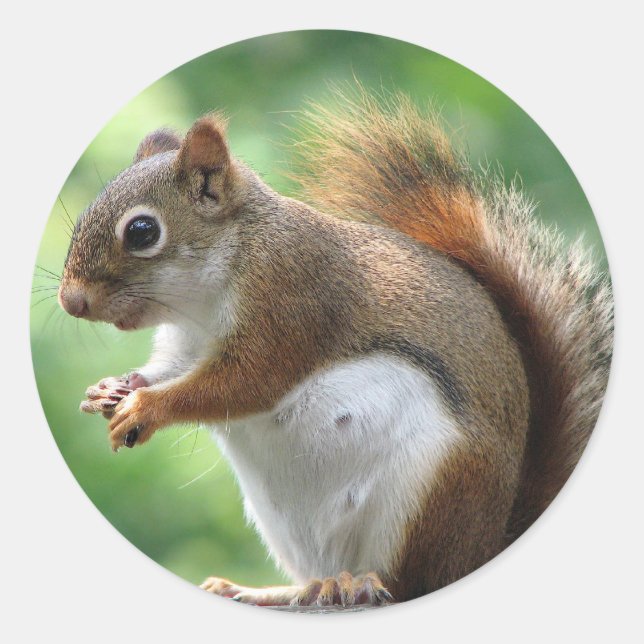 Red Squirrel Classic Round Sticker (Front)