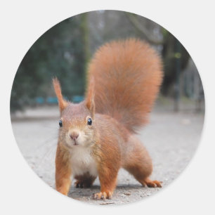 Red Squirrel Classic Round Sticker