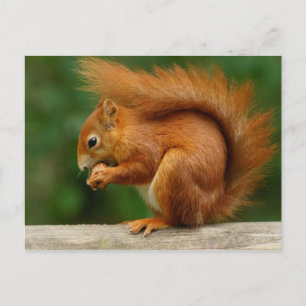 Red squirrel eating a nut postcard