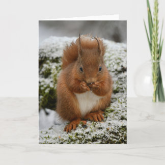 Red squirrel in Glenalmond Card