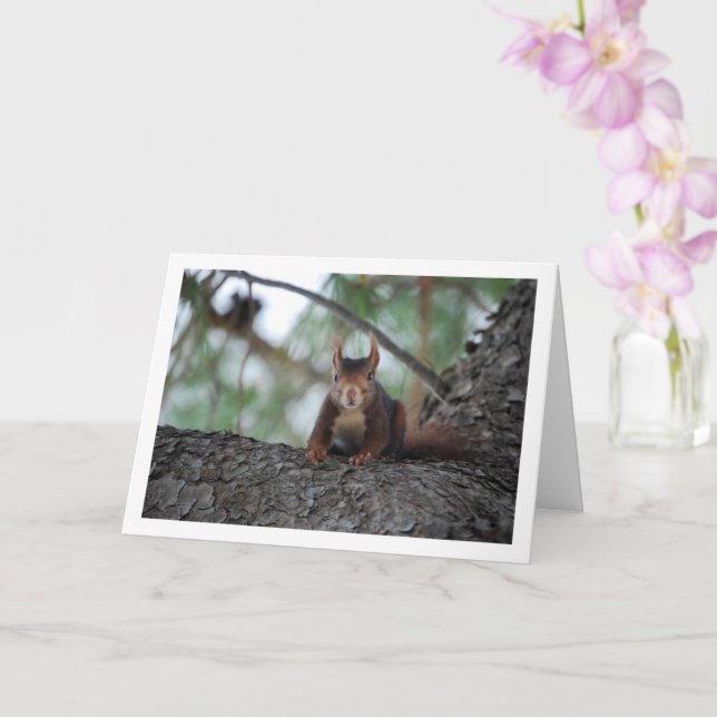 Red Squirrel in Tree Card (Orchid)