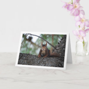 Red Squirrel in Tree Card