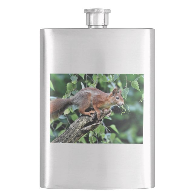 Red Squirrel in Tree Hip Flask (Front)