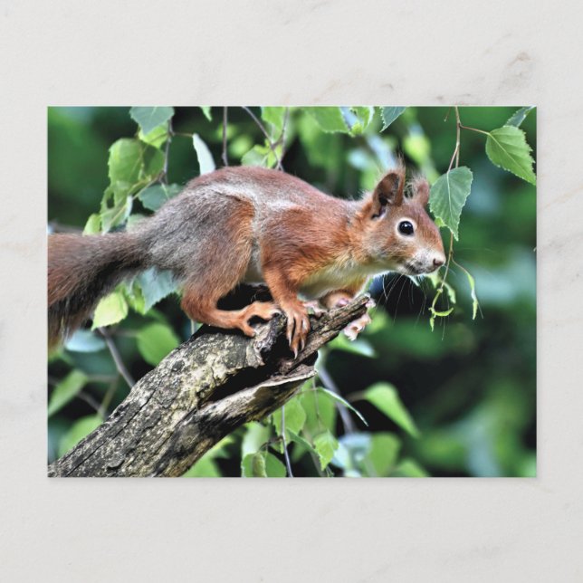 Red Squirrel in Tree Postcard (Front)