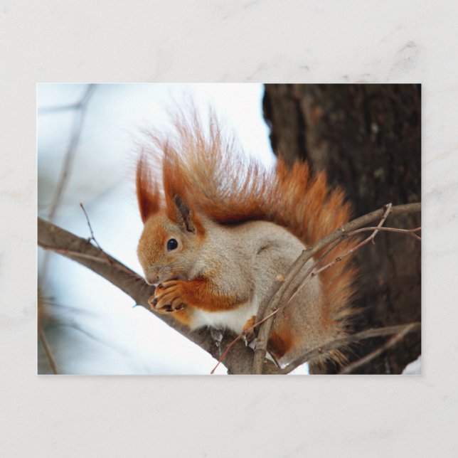 Red Squirrel in Winter Fur Postcard (Front)