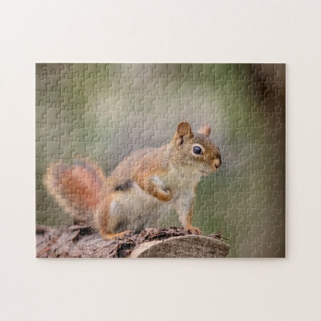 Red Squirrel Jigsaw Puzzle (Horizontal)