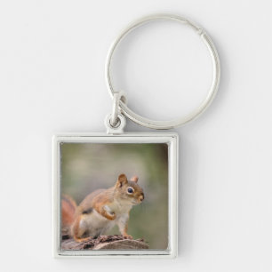 Red Squirrel Keychain