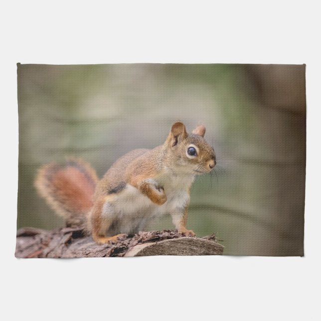 Red Squirrel Kitchen Towel (Horizontal)