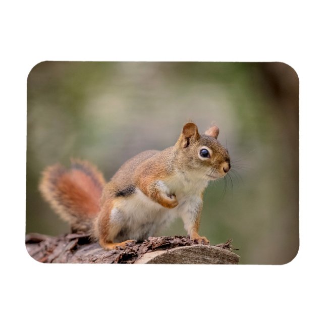 Red Squirrel Magnet (Horizontal)