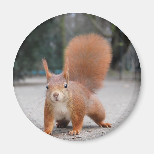 Red Squirrel Magnet (Front)
